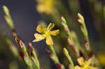 Orangegrass <BR>Pineweed